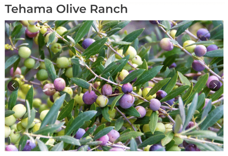 AcreTrader Tehama Olive Ranch